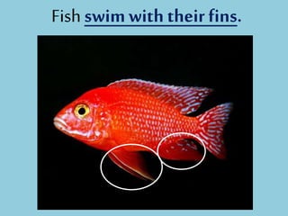 Fishswimwiththeirfins.
 