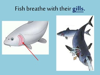Fishbreathewiththeirgills.
 