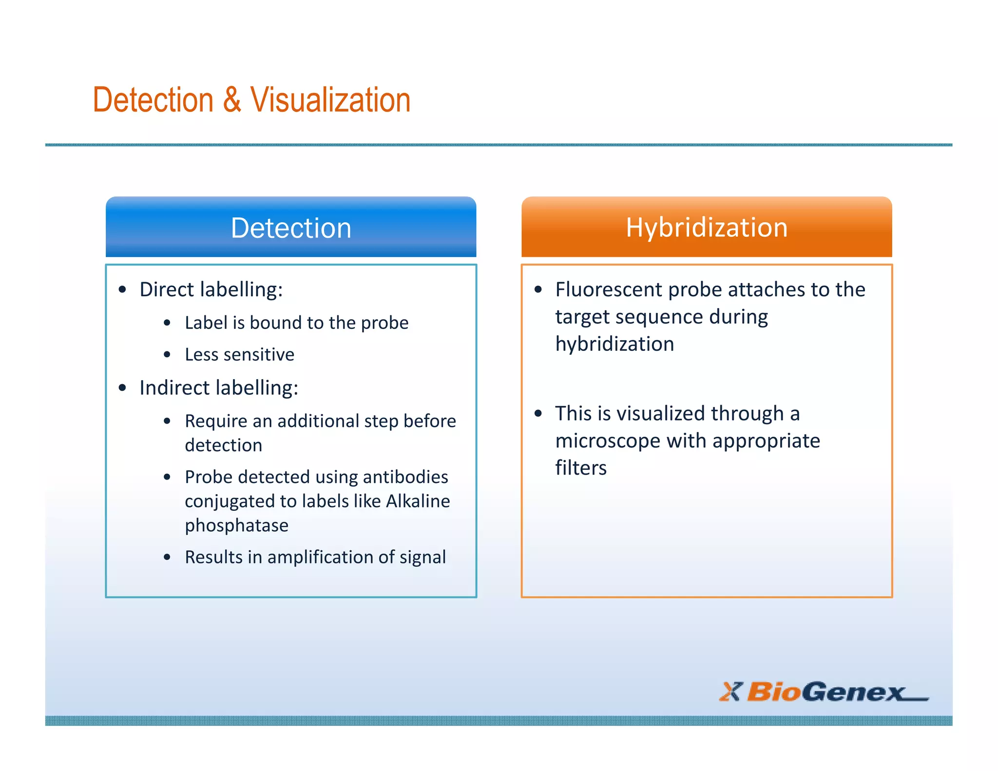 Fluorescent in-situ Hybridization (FISH) | PDF