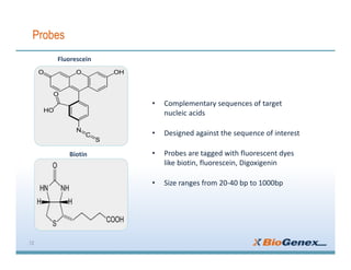 Probes
• Complementary sequences of target
nucleic acids
• Designed against the sequence of interest
• Probes are tagged with fluorescent dyes
like biotin, fluorescein, Digoxigenin
• Size ranges from 20-40 bp to 1000bp
12
Fluorescein
Biotin
 