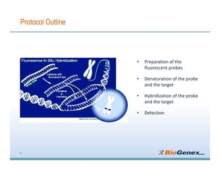 Protocol Outline
8
• Preparation of the
fluorescent probes
• Denaturation of the probe
and the target
• Hybridization of the probe
and the target
• Detection
 