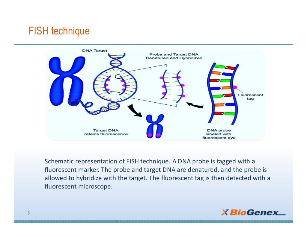Fluorescent insitu Hybridization (FISH)