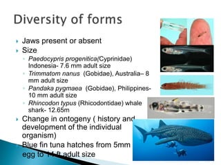  Jaws present or absent
 Size
◦ Paedocypris progenitica(Cyprinidae)
Indonesia- 7.6 mm adult size
◦ Trimmatom nanus (Gobidae), Australia– 8
mm adult size
◦ Pandaka pygmaea (Gobidae), Philippines-
10 mm adult size
◦ Rhincodon typus (Rhicodontidae) whale
shark- 12.65m
 Change in ontogeny ( history and
development of the individual
organism)
 Blue fin tuna hatches from 5mm
egg to 14 ft adult size
 