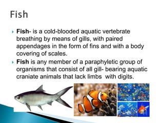  Fish- is a cold-blooded aquatic vertebrate
breathing by means of gills, with paired
appendages in the form of fins and with a body
covering of scales.
 Fish is any member of a paraphyletic group of
organisms that consist of all gill- bearing aquatic
craniate animals that lack limbs with digits.
 