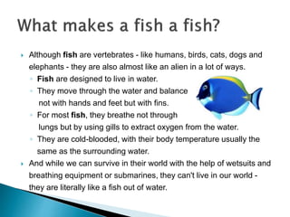  Although fish are vertebrates - like humans, birds, cats, dogs and
elephants - they are also almost like an alien in a lot of ways.
◦ Fish are designed to live in water.
◦ They move through the water and balance
not with hands and feet but with fins.
◦ For most fish, they breathe not through
lungs but by using gills to extract oxygen from the water.
◦ They are cold-blooded, with their body temperature usually the
same as the surrounding water.
 And while we can survive in their world with the help of wetsuits and
breathing equipment or submarines, they can't live in our world -
they are literally like a fish out of water.
 