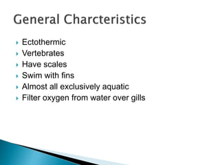  Ectothermic
 Vertebrates
 Have scales
 Swim with fins
 Almost all exclusively aquatic
 Filter oxygen from water over gills
 