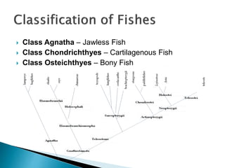  Class Agnatha – Jawless Fish
 Class Chondrichthyes – Cartilagenous Fish
 Class Osteichthyes – Bony Fish
 