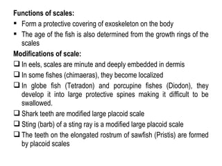 Functions of scales:
 Form a protective covering of exoskeleton on the body
 The age of the fish is also determined from the growth rings of the
scales
Modifications of scale:
 In eels, scales are minute and deeply embedded in dermis
 In some fishes (chimaeras), they become localized
 In globe fish (Tetradon) and porcupine fishes (Diodon), they
develop it into large protective spines making it difficult to be
swallowed.
 Shark teeth are modified large placoid scale
 Sting (barb) of a sting ray is a modified large placoid scale
 The teeth on the elongated rostrum of sawfish (Pristis) are formed
by placoid scales
 