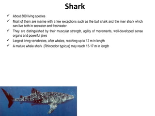 Shark
 About 300 living species
 Most of them are marine with a few exceptions such as the bull shark and the river shark which
can live both in seawater and freshwater
 They are distinguished by their muscular strength, agility of movements, well-developed sense
organs and powerful jaws
 Largest living vertebrates, after whales, reaching up to 12 m in length
 A mature whale shark (Rhincodon typicus) may reach 15-17 m in length
 