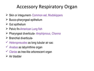 Accessory Respiratory Organ
 Skin or integument- Common eel, Mudskippers
 Bucco-pharyngeal epithelium
 Gut epithelium
 Pelvic fin-American Lung fish
 Pharyngeal diverticula- Amphipnous, Channa
 Branchial diverticula-
 Heteropneustes as long tubular air sac
 Anabas as labyrinthine organ
 Clarias as tree-like arborescent organ
 Air bladder
 