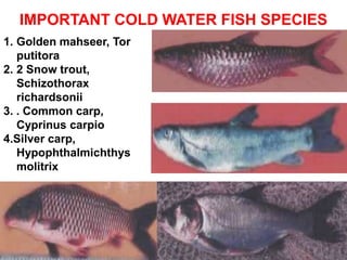 IMPORTANT COLD WATER FISH SPECIES
1. Golden mahseer, Tor
putitora
2. 2 Snow trout,
Schizothorax
richardsonii
3. . Common carp,
Cyprinus carpio
4.Silver carp,
Hypophthalmichthys
molitrix
 