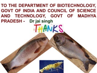 TO THE DEPARTMENT OF BIOTECHNOLOGY,
GOVT OF INDIA AND COUNCIL OF SCIENCE
AND TECHNOLOGY, GOVT OF MADHYA
PRADESH - Dr jai singh
 