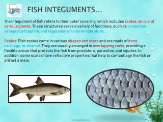Fish Scale Rows FISH Integuments and poisonous fish.pptx