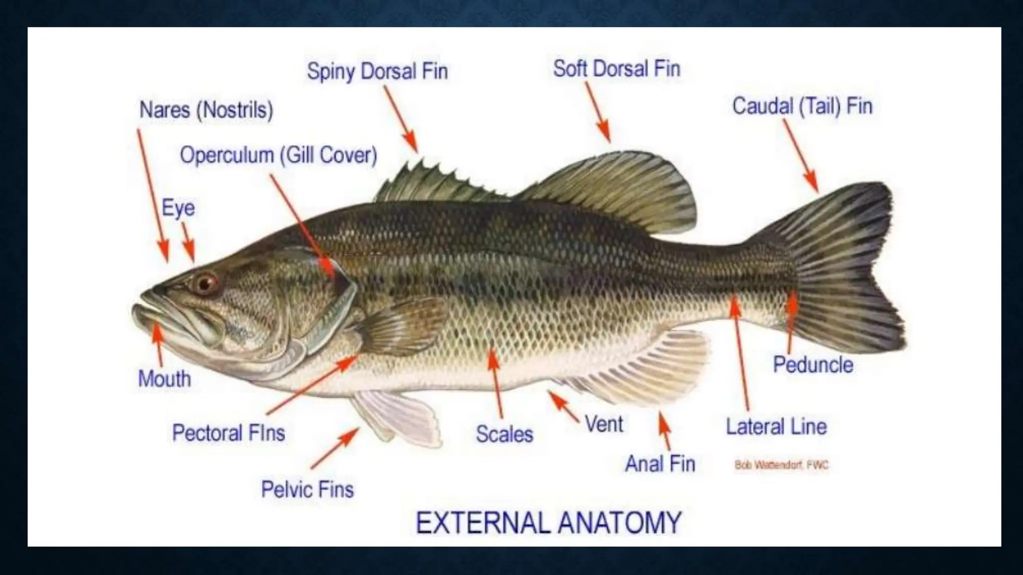 Fish Introduction Simple THE INTRODUCTION TO AGRIFISHERY ARTS I.pptx