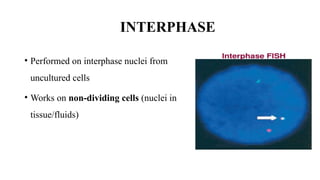 Normal Interphase Fish Comprehensive Overview of Fluorescence In Situ Hybridization (FISH ...