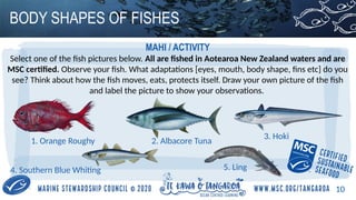 Fish Adaptations Body Shapes (Fish Education) | PPTX