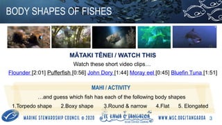 Shape Tuff Fish Fish Adaptations Body Shapes (Fish Education) | PPTX