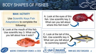 Fish Adaptations Body Shapes (Fish Education) | PPTX
