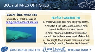 Fish Adaptations Body Shapes (Fish Education) | PPTX
