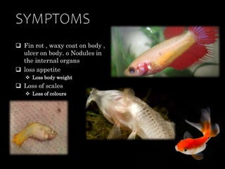 fish-bacteria.pptx