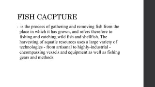 FISH CACPTURE
• is the process of gathering and removing fish from the
place in which it has grown, and refers therefore to
fishing and catching wild fish and shellfish. The
harvesting of aquatic resources uses a large variety of
technologies - from artisanal to highly-industrial -
encompassing vessels and equipment as well as fishing
gears and methods.
 