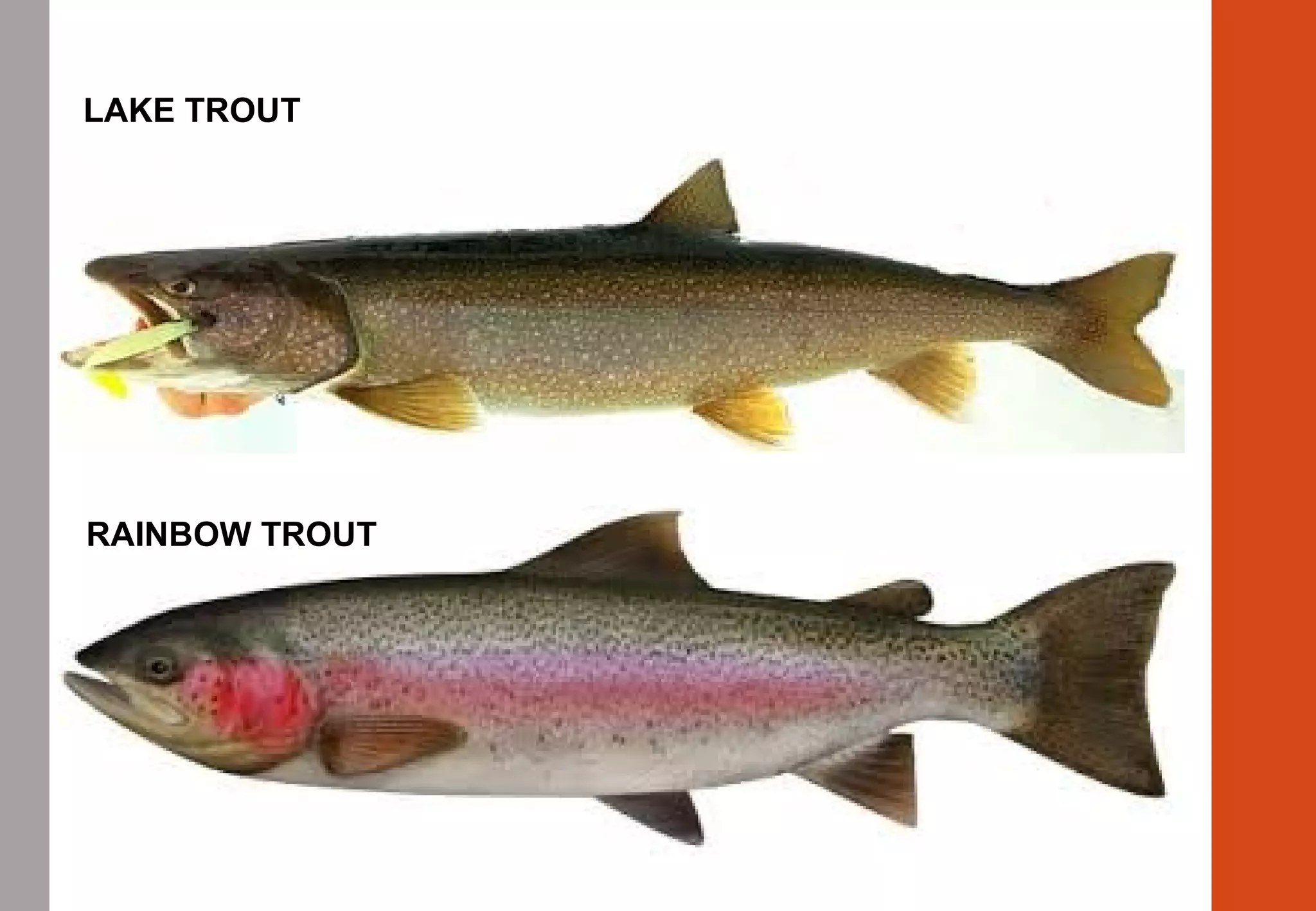 LAKE TROUT
RAINBOW TROUT
 