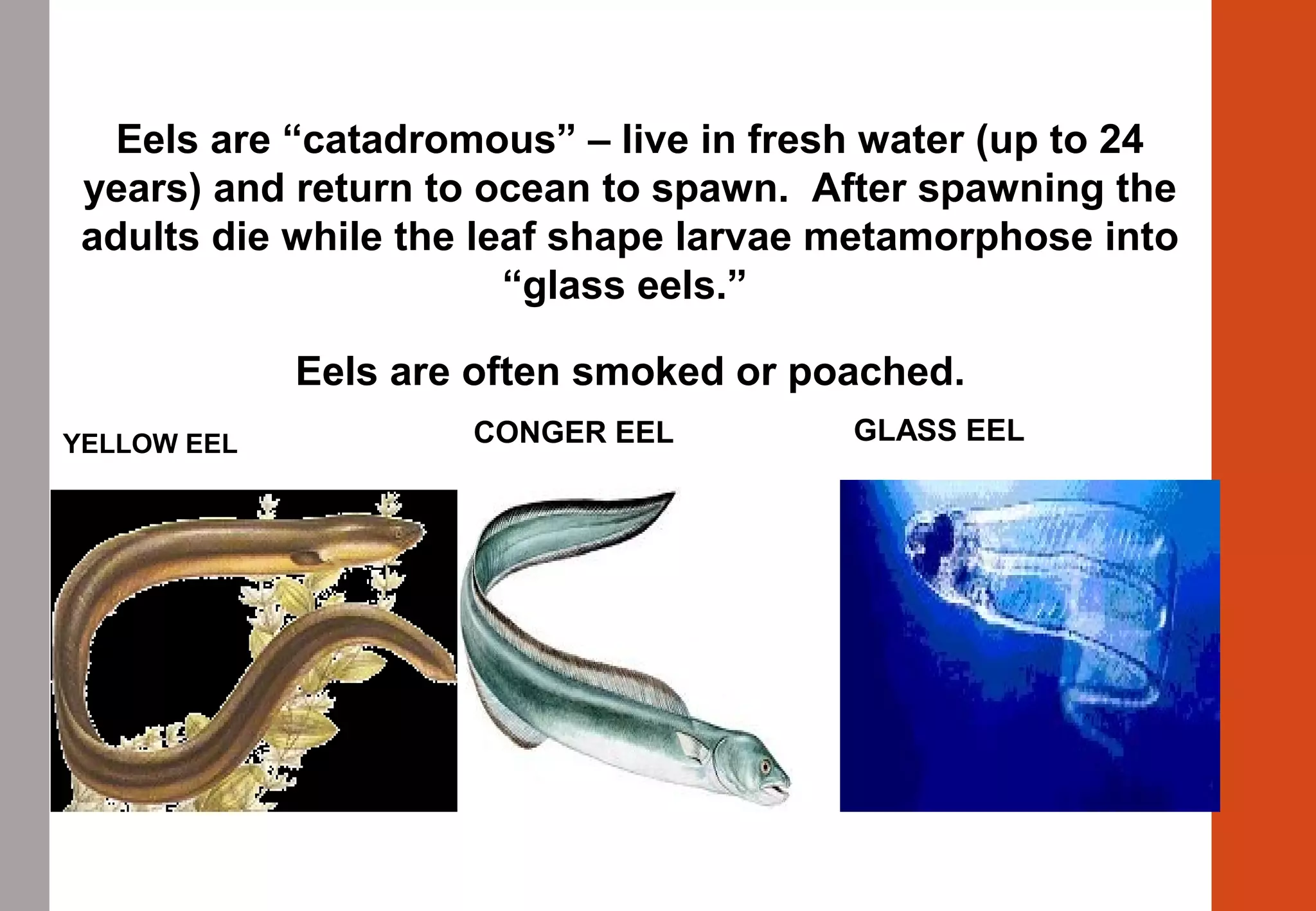YELLOW EEL CONGER EEL
Eels are “catadromous” – live in fresh water (up to 24
years) and return to ocean to spawn. After spawning the
adults die while the leaf shape larvae metamorphose into
“glass eels.”
Eels are often smoked or poached.
GLASS EEL
Eels
 