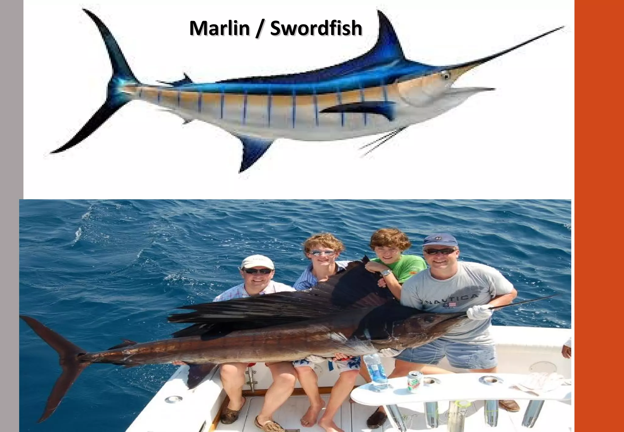 Marlin / SwordfishMarlin / Swordfish
 