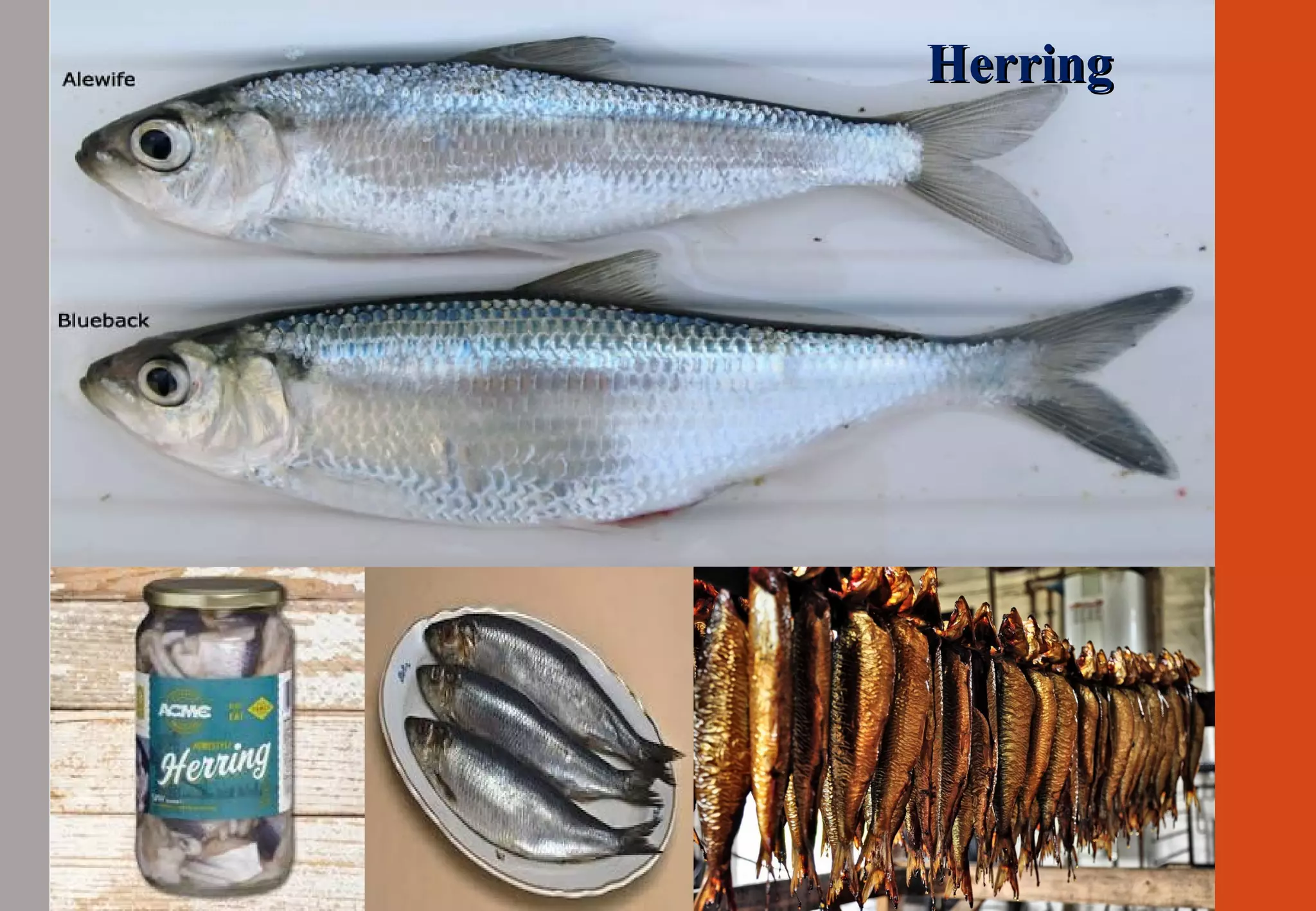 HerringHerring
HerringHerring
 