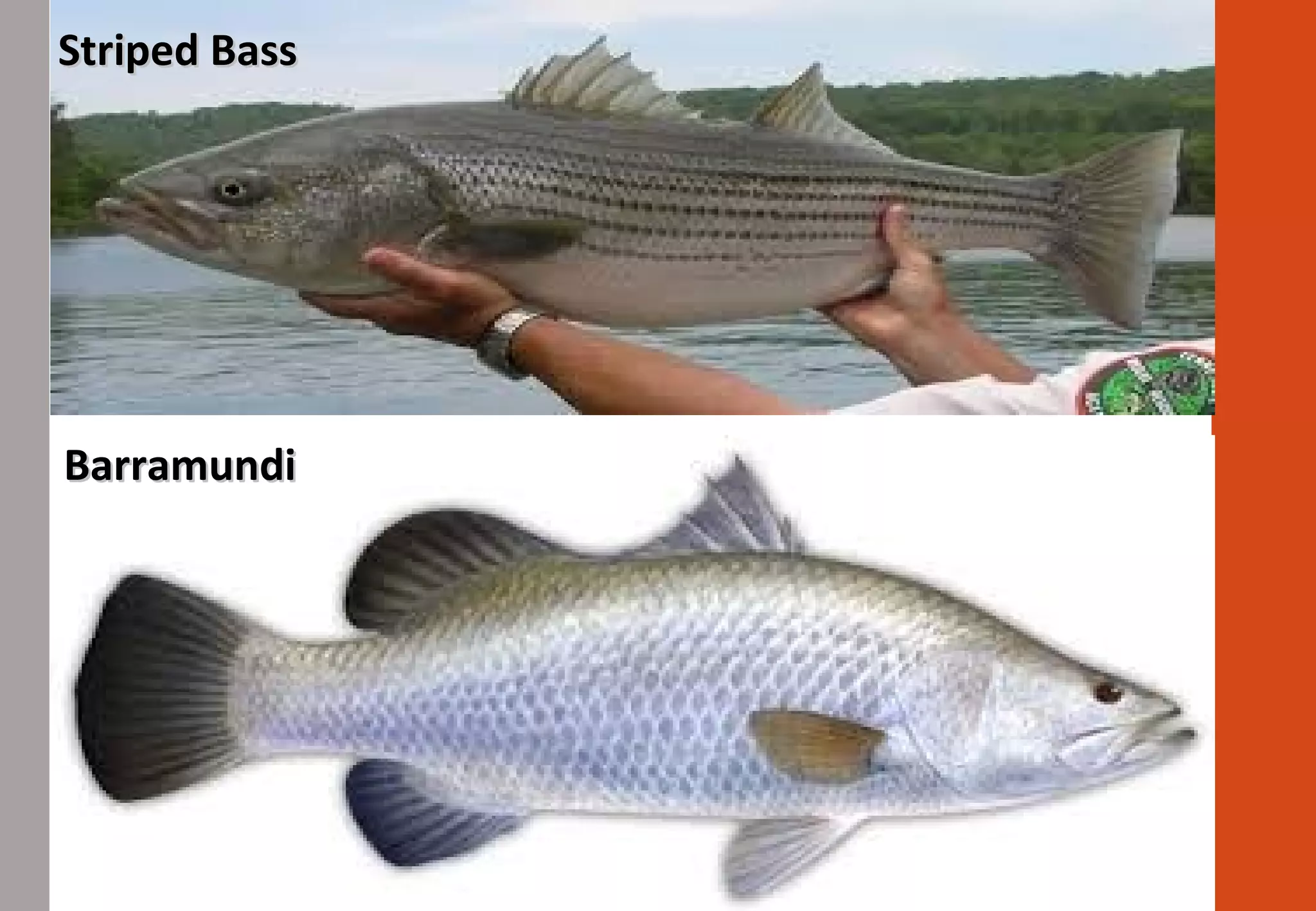 Striped BassStriped Bass
BarramundiBarramundi
 