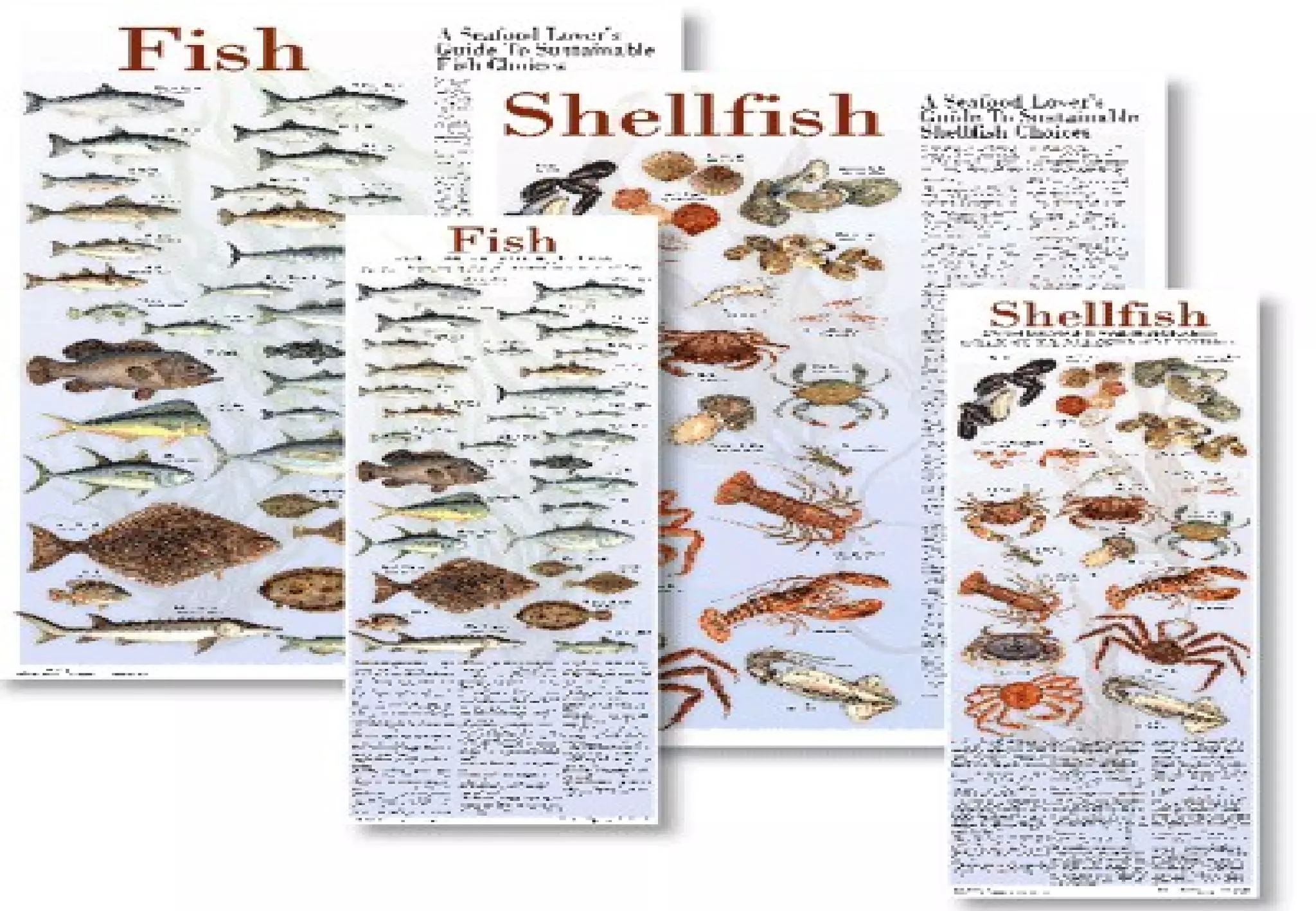 Day 2 - FishDay 2 - Fish
 