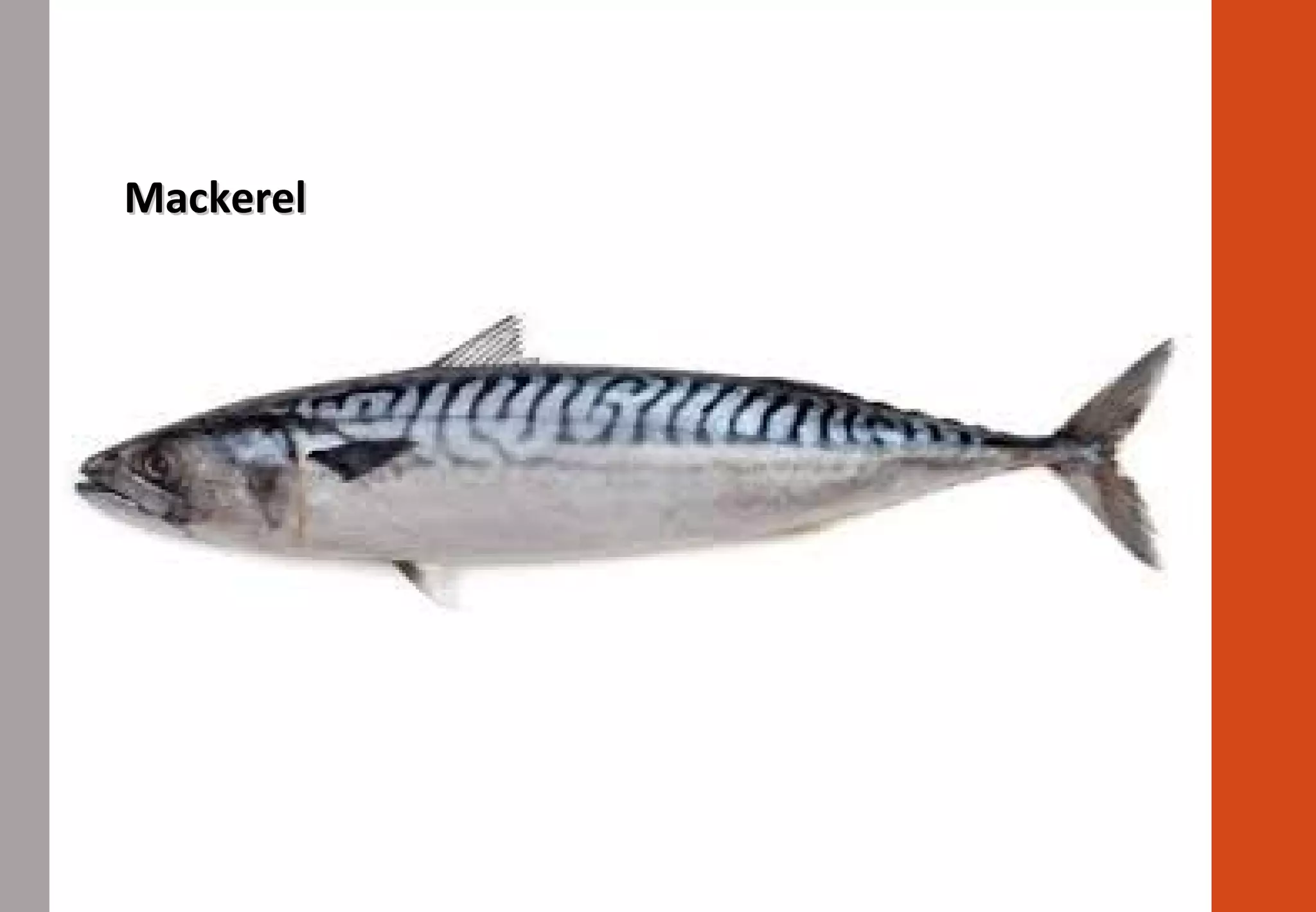 MackerelMackerel
 