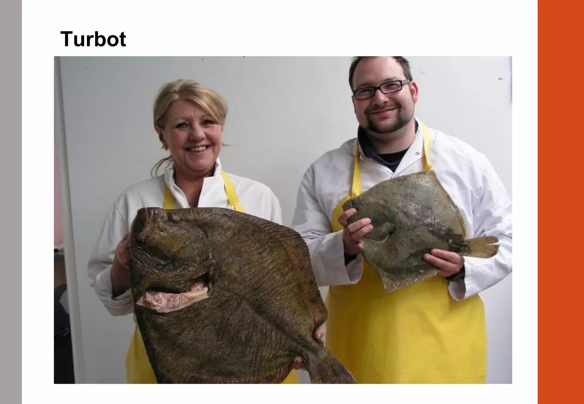 Turbot
 