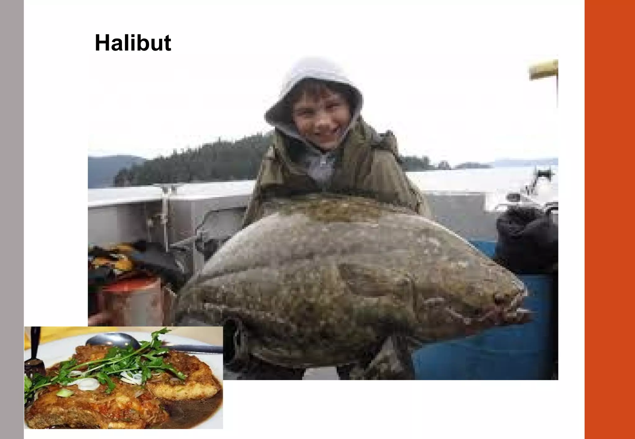 Halibut
 