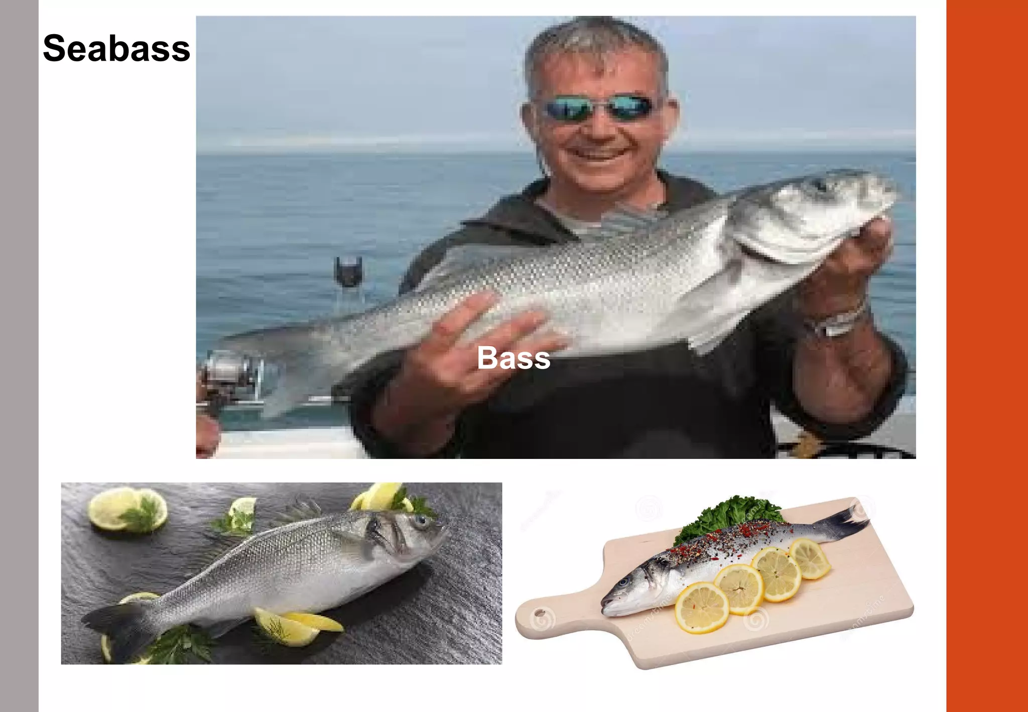 Bass
Seabass
 