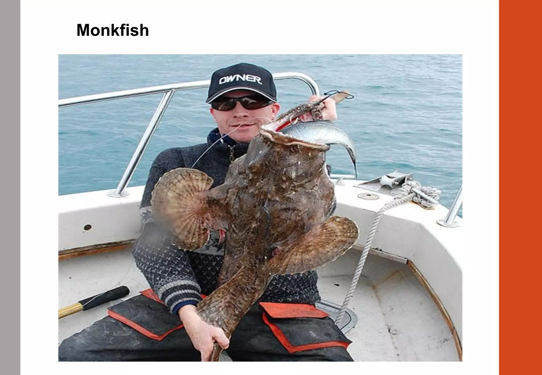 Monkfish
 