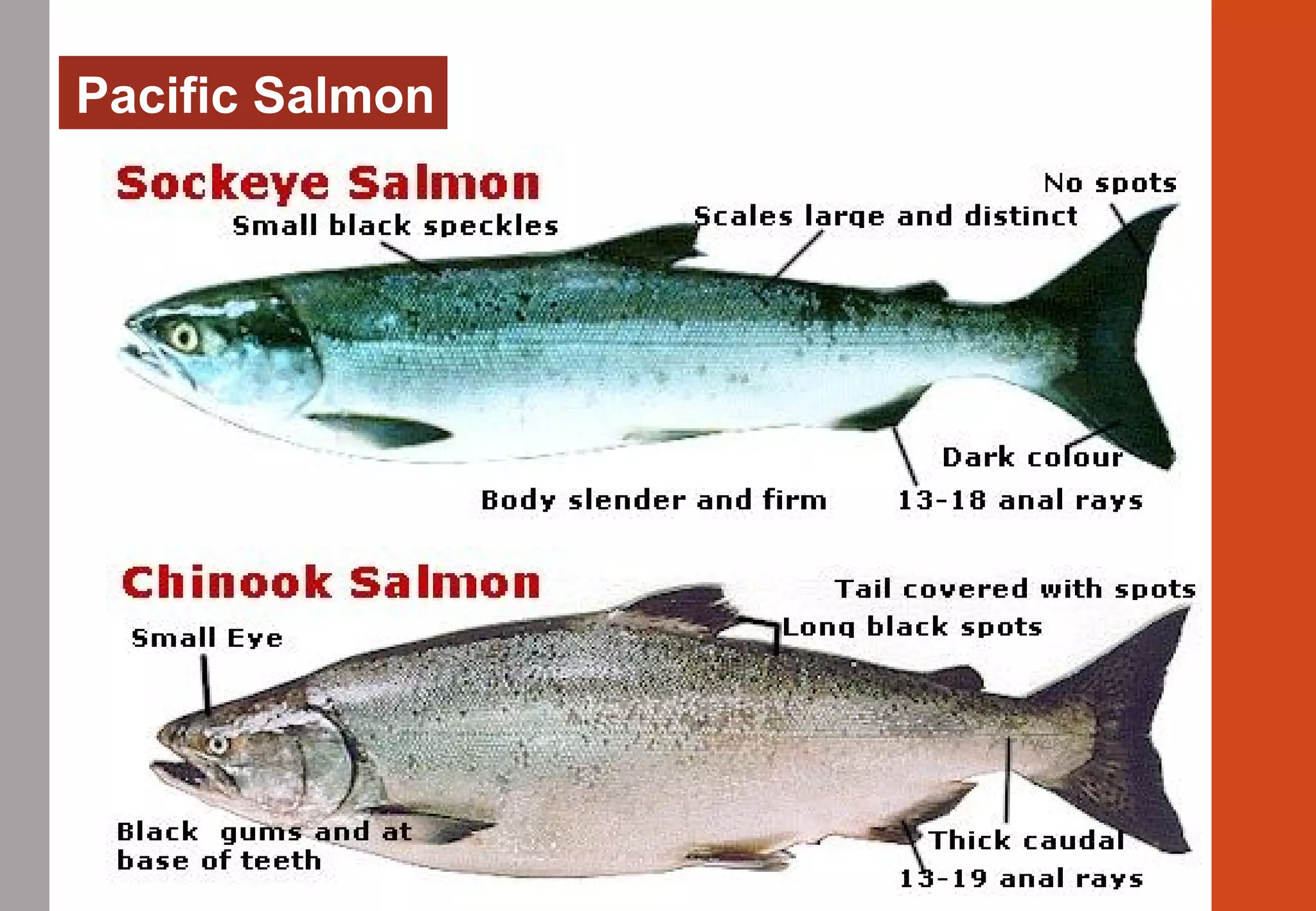 Pacific Salmon
 