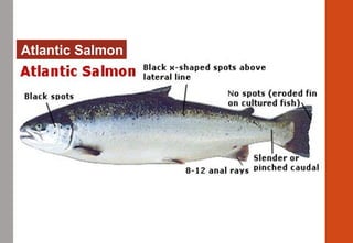 Atlantic Salmon
 