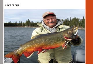 LAKE TROUT
 