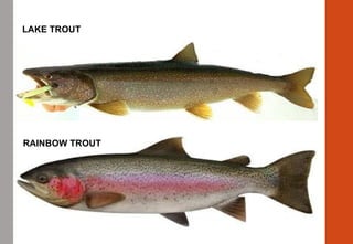 LAKE TROUT
RAINBOW TROUT
 