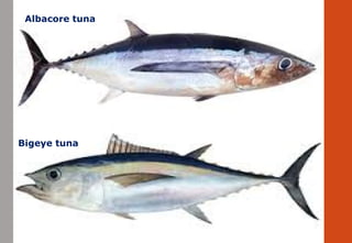Bigeye tuna
Albacore tuna
 