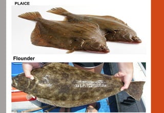 Flounder
 