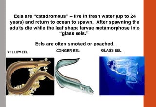 YELLOW EEL CONGER EEL
Eels are “catadromous” – live in fresh water (up to 24
years) and return to ocean to spawn. After spawning the
adults die while the leaf shape larvae metamorphose into
“glass eels.”
Eels are often smoked or poached.
GLASS EEL
Eels
 