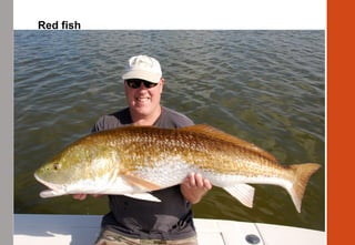 Red fish
 