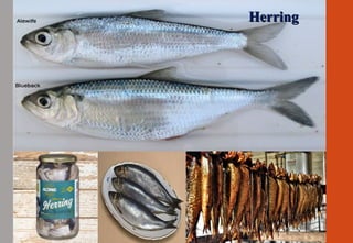 HerringHerring
HerringHerring
 