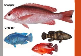 SnapperSnapper
Grouper
 