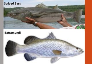 Striped BassStriped Bass
BarramundiBarramundi
 