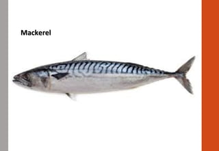 MackerelMackerel
 