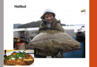 Halibut
 