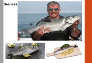 Bass
Seabass
 